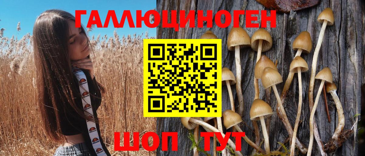 Волхов  Псилоцибиновые грибы GOLDEN TEACHER  Вход с VPN 